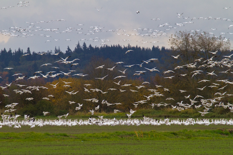 Snow Goose Flock In Flight